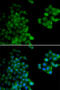 Proteasome Subunit Beta 10 antibody, 19-672, ProSci, Immunofluorescence image 