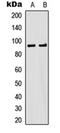 Ribosomal Protein S6 Kinase A5 antibody, orb315814, Biorbyt, Western Blot image 