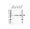 U1 small nuclear ribonucleoprotein 70 kDa antibody, VPA00459, Bio-Rad (formerly AbD Serotec) , Western Blot image 