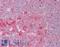 Eukaryotic Translation Elongation Factor 2 antibody, LS-B8940, Lifespan Biosciences, Immunohistochemistry frozen image 