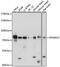Ribosomal Protein S6 Kinase A2 antibody, 16-539, ProSci, Western Blot image 