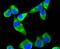 Sonic Hedgehog Signaling Molecule antibody, A00058, Boster Biological Technology, Immunocytochemistry image 