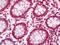 Neurofilament Medium antibody, orb195429, Biorbyt, Immunohistochemistry paraffin image 