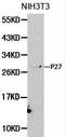 Cyclin Dependent Kinase Inhibitor 1B antibody, LS-C192649, Lifespan Biosciences, Western Blot image 