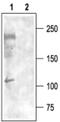 Calcium Voltage-Gated Channel Subunit Alpha1 I antibody, PA5-77302, Invitrogen Antibodies, Western Blot image 