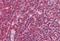 Diacylglycerol Lipase Alpha antibody, orb19969, Biorbyt, Immunohistochemistry paraffin image 