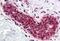 PCNA antibody, MBS240535, MyBioSource, Immunohistochemistry frozen image 