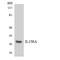 Interleukin 15 Receptor Subunit Alpha antibody, LS-C292093, Lifespan Biosciences, Western Blot image 