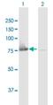 Fermitin Family Member 1 antibody, H00055612-B01P, Novus Biologicals, Western Blot image 