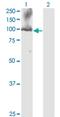 Cell Division Cycle 5 Like antibody, H00000988-M08, Novus Biologicals, Western Blot image 