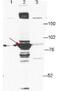 Epithelial Splicing Regulatory Protein 1 antibody, GTX48761, GeneTex, Western Blot image 