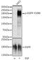 EGFR antibody, AE00216, Aeonian Biotech, Western Blot image 