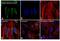 H3 Histone Family Member 3B antibody, MA5-23517, Invitrogen Antibodies, Immunocytochemistry image 