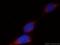 Prolyl 4-Hydroxylase Subunit Beta antibody, 11245-1-AP, Proteintech Group, Immunofluorescence image 