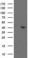 Aldolase, Fructose-Bisphosphate B antibody, CF502908, Origene, Western Blot image 