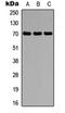 Protein Phosphatase 2 Regulatory Subunit B'Delta antibody, orb304517, Biorbyt, Western Blot image 