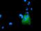 Rho GTPase Activating Protein 25 antibody, GTX84868, GeneTex, Immunofluorescence image 