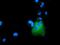 Rho GTPase-activating protein 25 antibody, GTX84868, GeneTex, Immunofluorescence image 