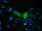Crystallin Mu antibody, TA501483, Origene, Immunofluorescence image 