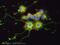 Reticulon 4 antibody, ab62024, Abcam, Immunocytochemistry image 