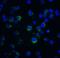 Apoptotic Chromatin Condensation Inducer 1 antibody, LS-C373, Lifespan Biosciences, Immunofluorescence image 