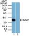 Thioredoxin Interacting Protein antibody, PA5-23485, Invitrogen Antibodies, Western Blot image 