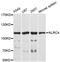 NLR Family CARD Domain Containing 4 antibody, A00525-1, Boster Biological Technology, Western Blot image 