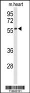 Sestrin 1 antibody, 63-099, ProSci, Western Blot image 