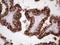 Nuclear Receptor Subfamily 2 Group C Member 2 antibody, LS-C340215, Lifespan Biosciences, Immunohistochemistry frozen image 