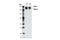 Euchromatic Histone Lysine Methyltransferase 2 antibody, 3306S, Cell Signaling Technology, Western Blot image 