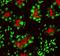 Angiotensin I Converting Enzyme 2 antibody, AF3437, R&D Systems, Immunohistochemistry frozen image 