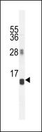 Arginine Vasopressin Induced 1 antibody, LS-C156693, Lifespan Biosciences, Western Blot image 