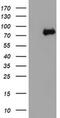 Neurolysin antibody, MA5-25791, Invitrogen Antibodies, Western Blot image 