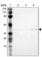 Ankyrin Repeat And SOCS Box Containing 11 antibody, PA5-51365, Invitrogen Antibodies, Western Blot image 