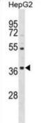 ORAI Calcium Release-Activated Calcium Modulator 3 antibody, abx029342, Abbexa, Western Blot image 