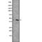 C-X-C Motif Chemokine Receptor 5 antibody, abx148642, Abbexa, Western Blot image 