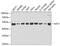 Histone Acetyltransferase 1 antibody, GTX54158, GeneTex, Western Blot image 