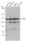 DIS3 Homolog, Exosome Endoribonuclease And 3'-5' Exoribonuclease antibody, PA5-78427, Invitrogen Antibodies, Western Blot image 