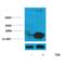 Histone H3 antibody, SPC-1254D-FITC, StressMarq, Western Blot image 