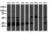 Proteasome Subunit Beta 7 antibody, LS-C173783, Lifespan Biosciences, Western Blot image 