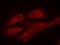 SHC-transforming protein 1 antibody, GTX50326, GeneTex, Immunofluorescence image 