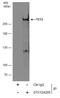 Tet Methylcytosine Dioxygenase 2 antibody, GTX124205, GeneTex, Immunoprecipitation image 