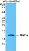 Growth Differentiation Factor 15 antibody, LS-C297867, Lifespan Biosciences, Western Blot image 