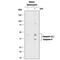 Caspase 4 antibody, MAB8648, R&D Systems, Western Blot image 