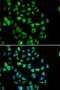 STAM Binding Protein antibody, orb247779, Biorbyt, Immunofluorescence image 