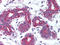 TNF Superfamily Member 11 antibody, AP07376PU-N, Origene, Immunohistochemistry frozen image 