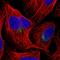 Cullin 9 antibody, HPA052004, Atlas Antibodies, Immunofluorescence image 