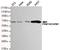 Coactivator Associated Arginine Methyltransferase 1 antibody, GTX49171, GeneTex, Western Blot image 