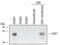 Serum/Glucocorticoid Regulated Kinase 1 antibody, AF3200, R&D Systems, Western Blot image 