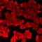 Fatty Acid Binding Protein 6 antibody, LS-C667813, Lifespan Biosciences, Immunofluorescence image 